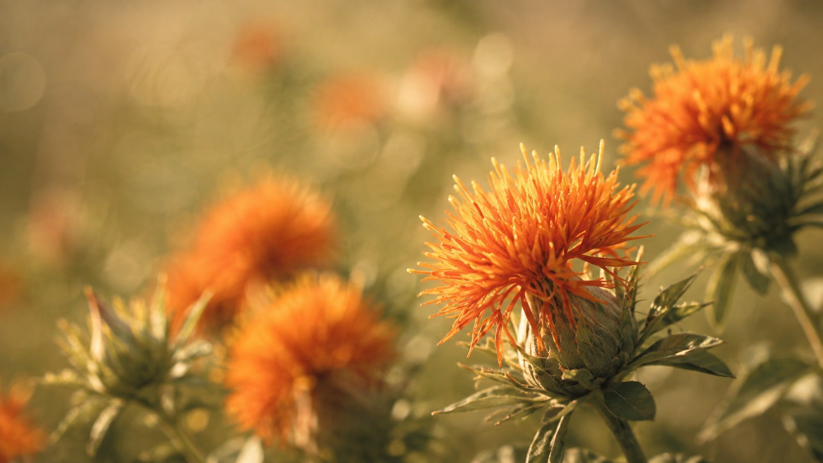 Safflower oil for skin, a featherweight, high-linoleic body oil for blemish-prone skin