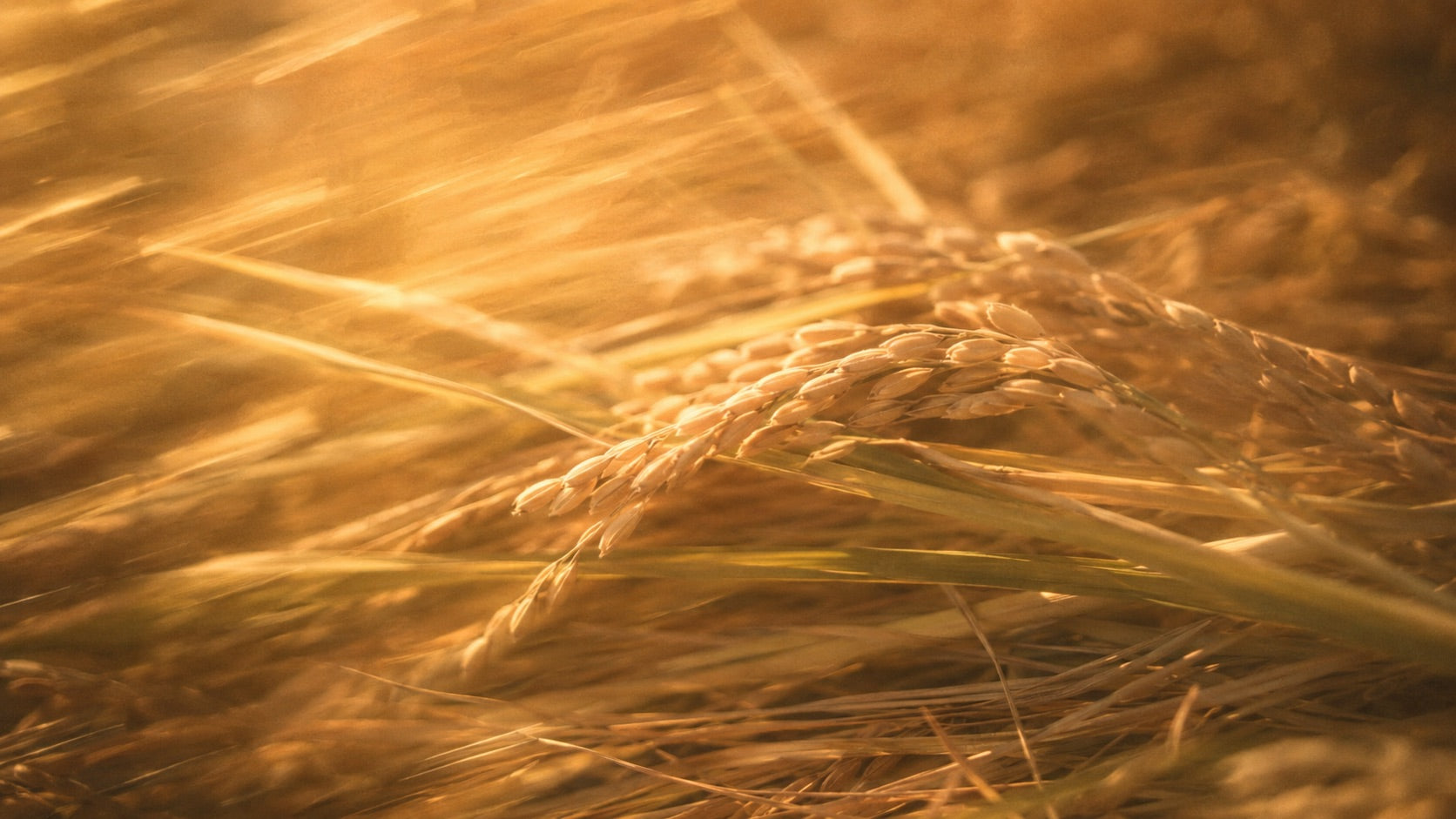 Rice bran extract for skin, an antioxidant botanical that brightens dull body skin