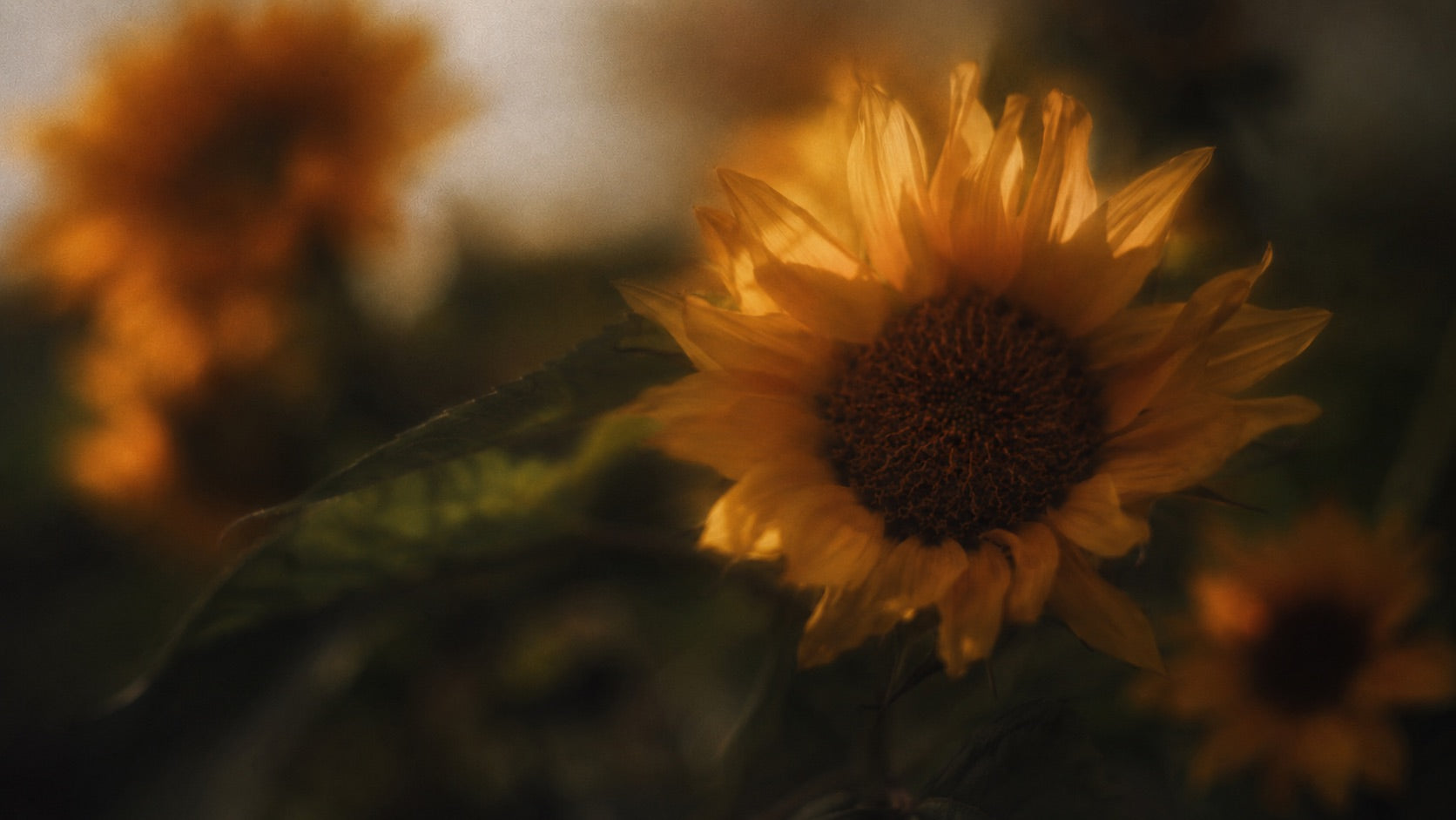 Sunflower oil for skin, a light, barrier-supporting body oil for sensitive skin