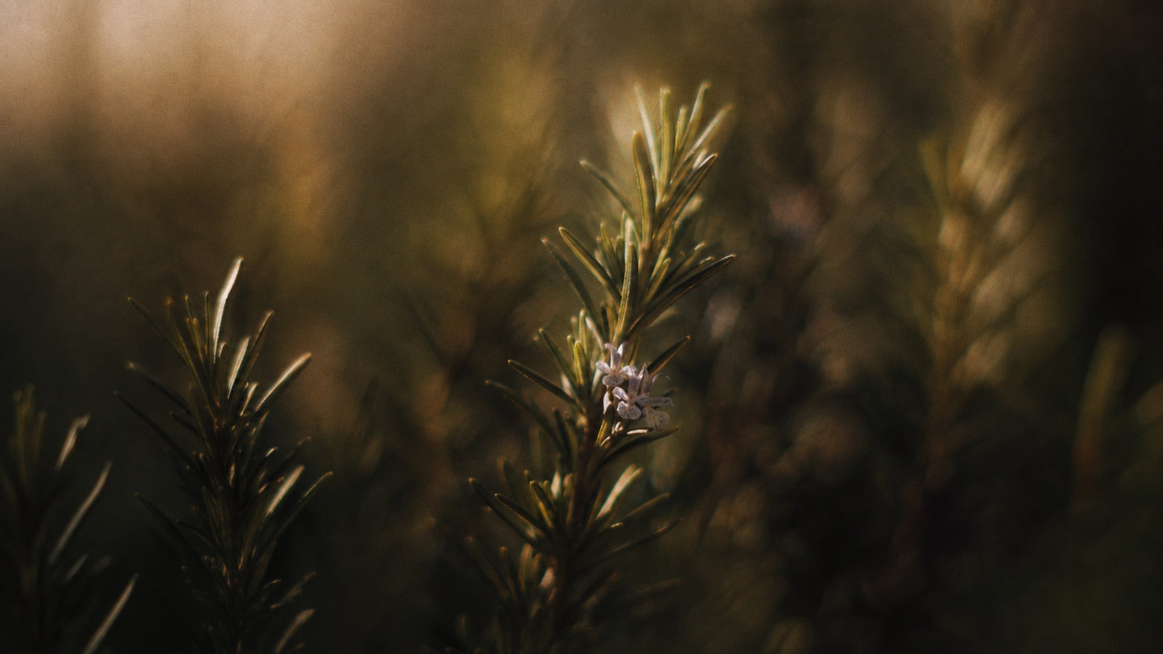 Rosemary leaf extract for skin, a soothing antioxidant for sensitive, redness-prone skin
