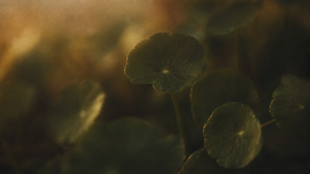 The Power of Centella Asiatica: The Miracle Ingredient for Your Skin