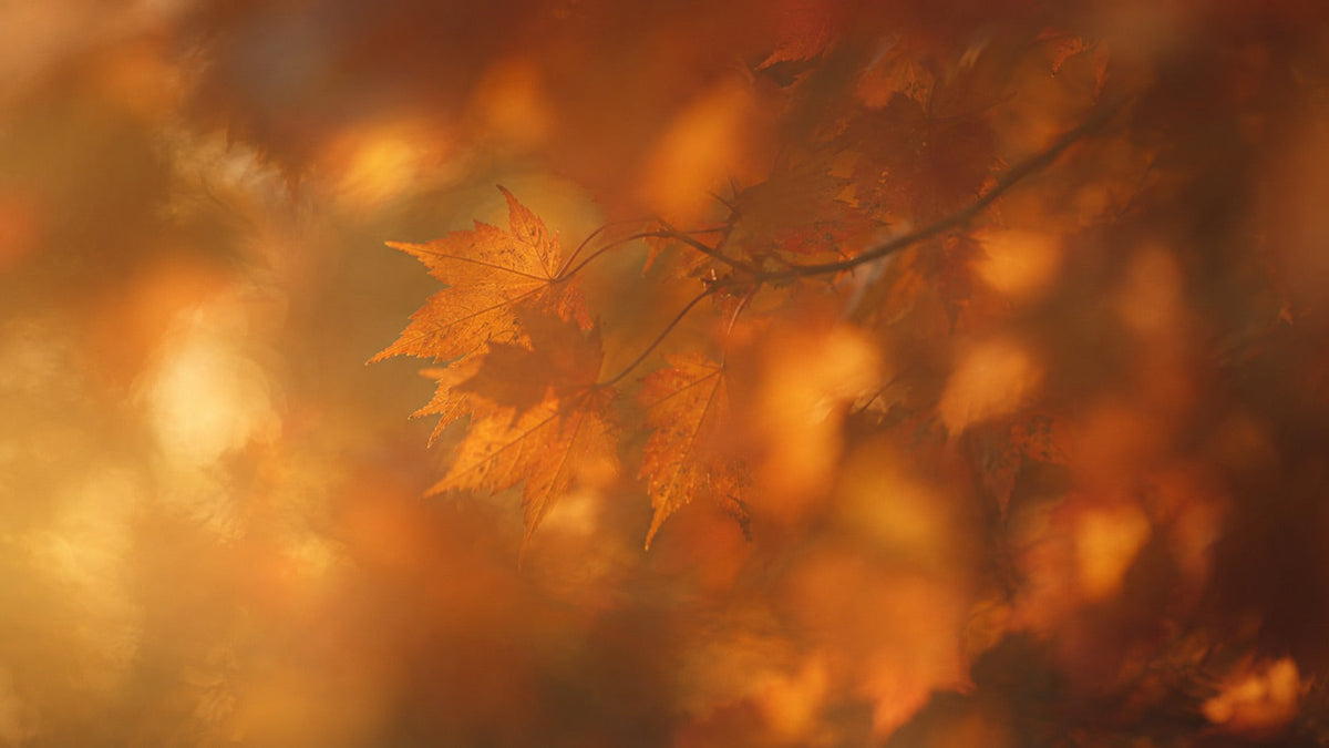 The Skincare Benefits of Maple Leaf Extract in Your Mask or Moisturizer